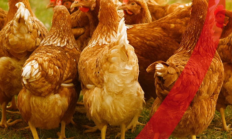 Heat Stress In Poultry