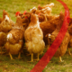 Heat Stress In Poultry
