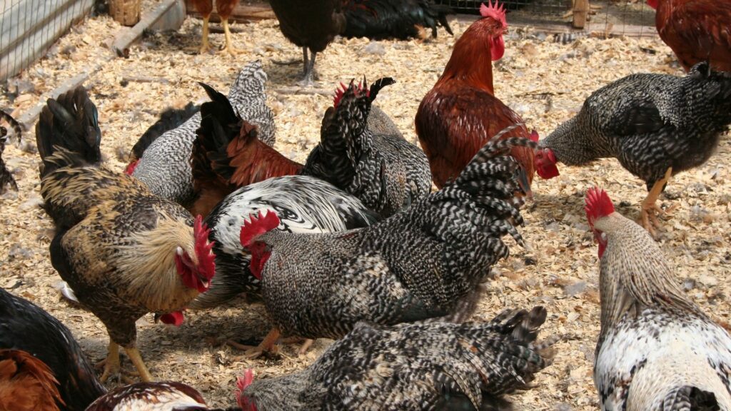 influenza aviaria biosicurezza