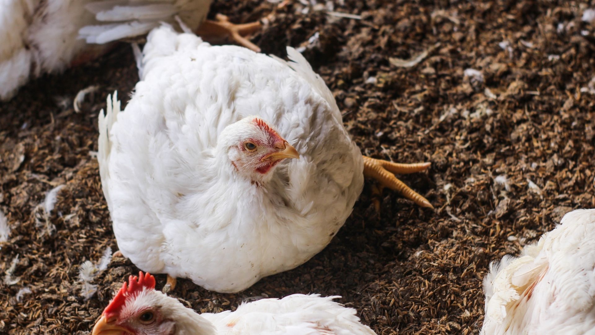 The integration of vitamin E and selenium in the poultry sector