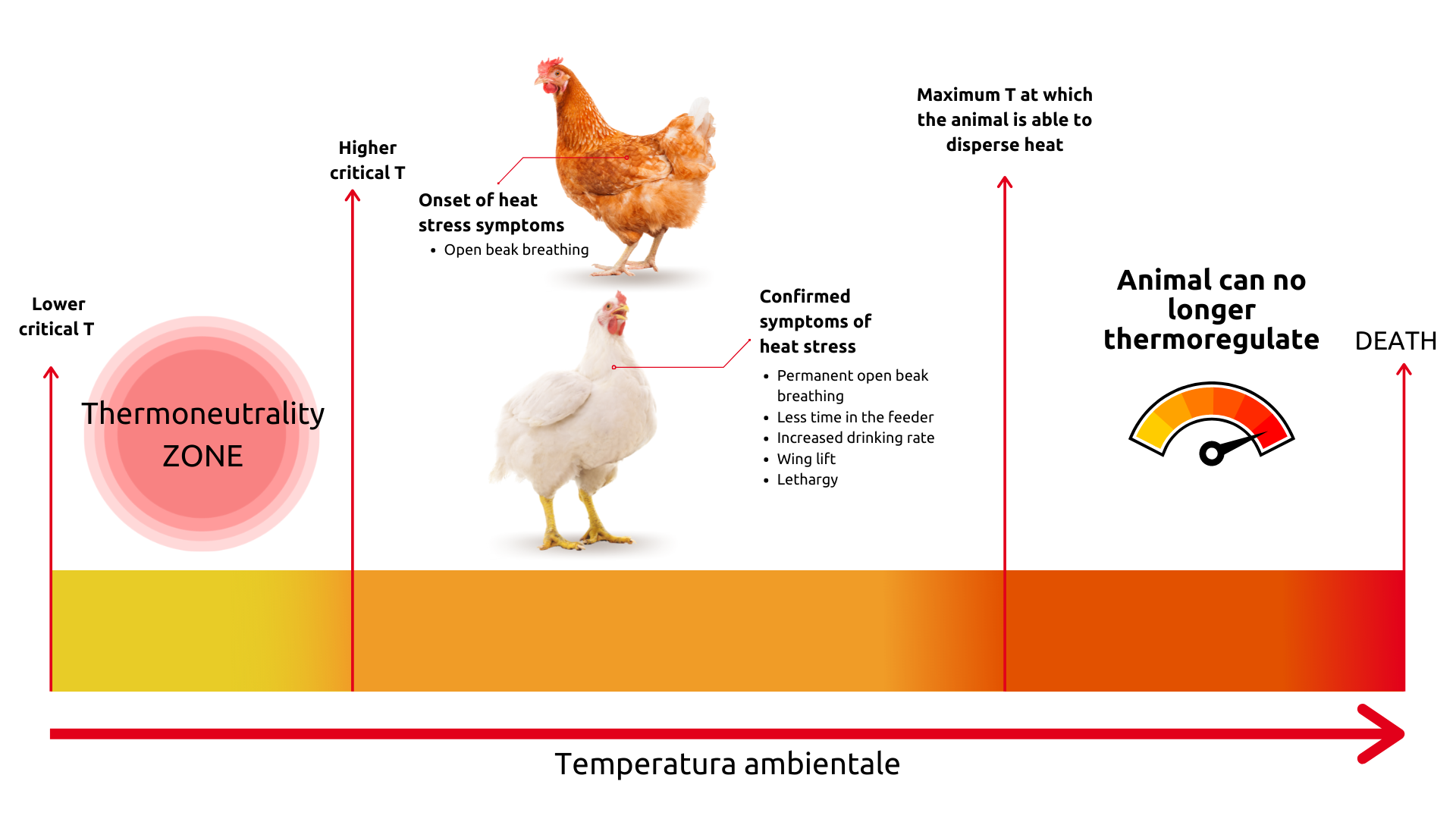 heat-stress-in-small-ruminants