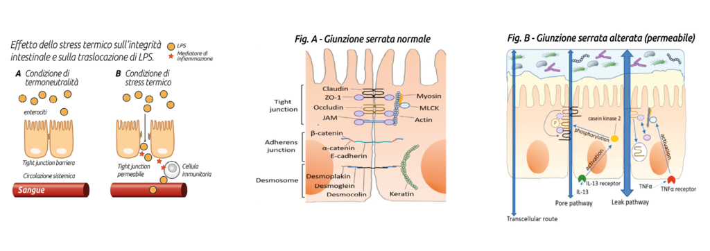 Sindrome dell'intestino permeabile