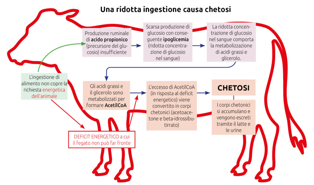 chetosi